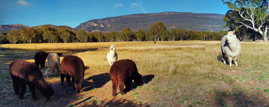 Llamas at Halls Haven resort