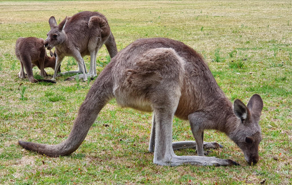 Kangaroos in Grampians