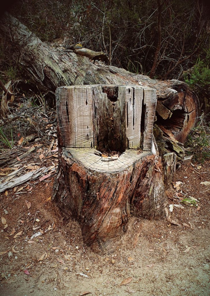 tree stump chair grampians