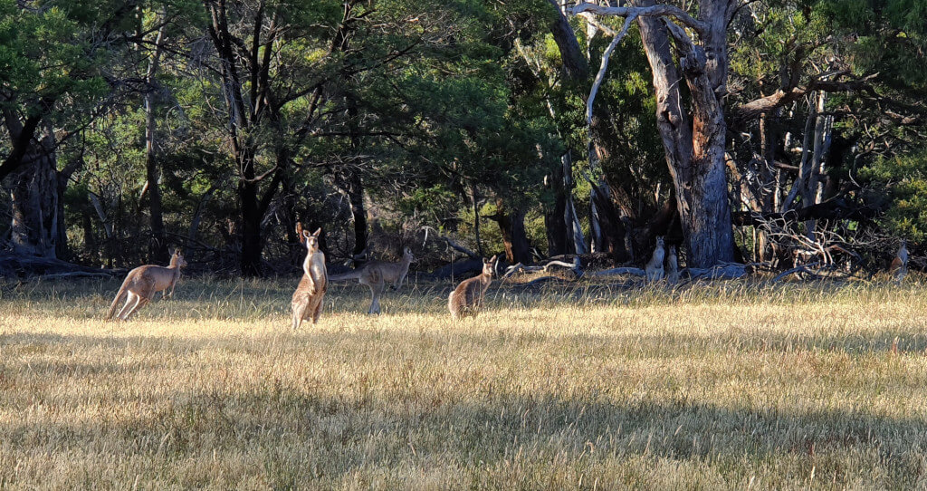 kangaroos at halls haven resort